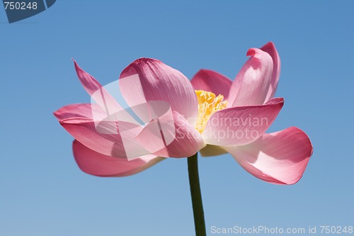 Image of Lotus over blue sky