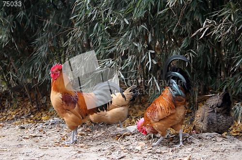 Image of Roosters