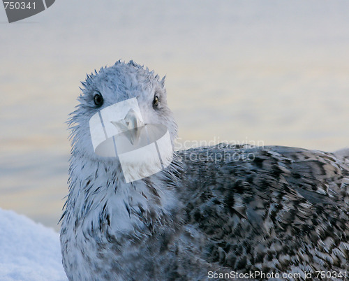 Image of Frozen Seagull