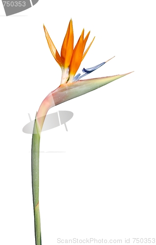 Image of Beautiful strelitzia flower (isolated over white)