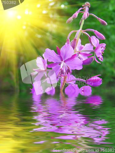 Image of Lilac flower