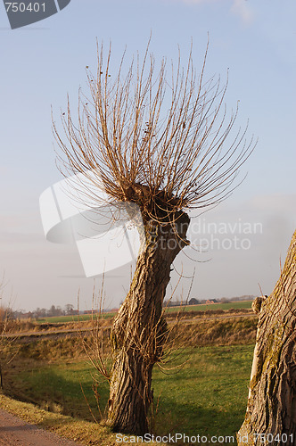 Image of A willow tree