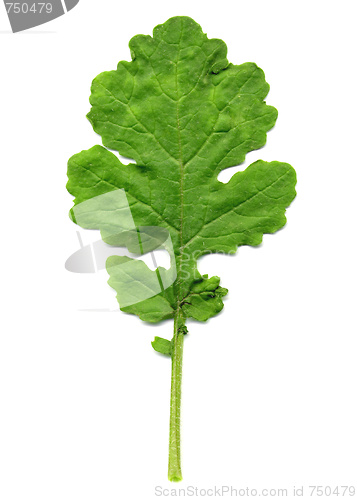 Image of Mustard plant