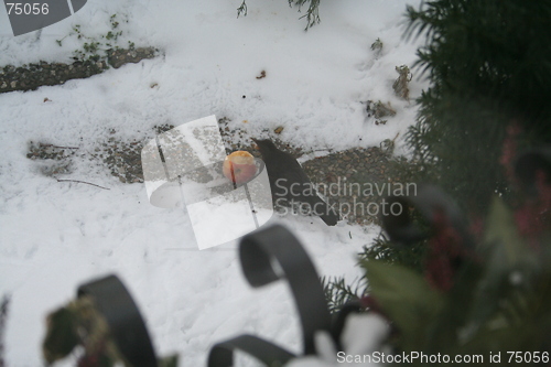 Image of Black bird  eating apple