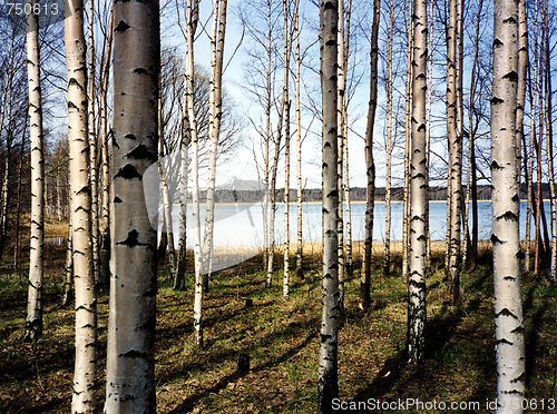 Image of Birch trees