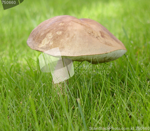 Image of Mushroom