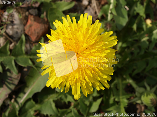 Image of Daisy
