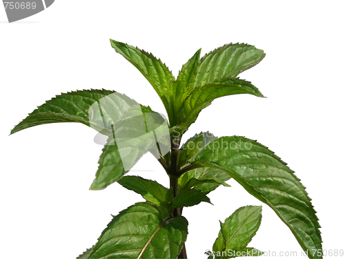 Image of Peppermint isolated