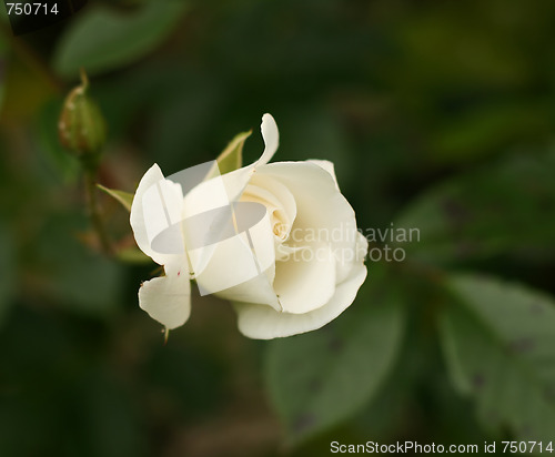 Image of Rose variety Iceberg