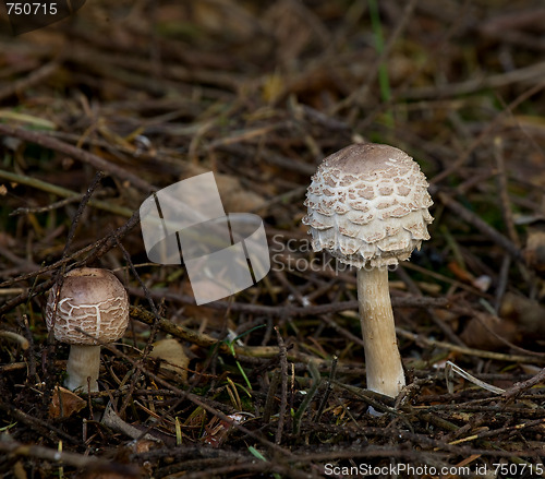 Image of Shaggy Parasol toadstools