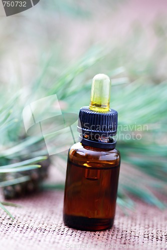 Image of fir tree essential oil