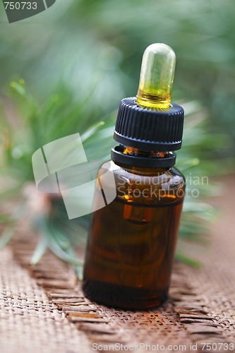 Image of fir tree essential oil
