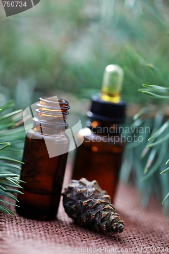 Image of fir tree essential oil