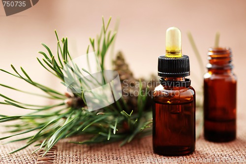 Image of fir tree essential oil