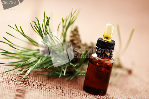 Image of fir tree essential oil