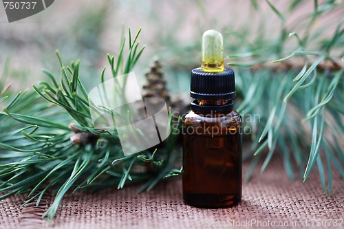 Image of fir tree essential oil
