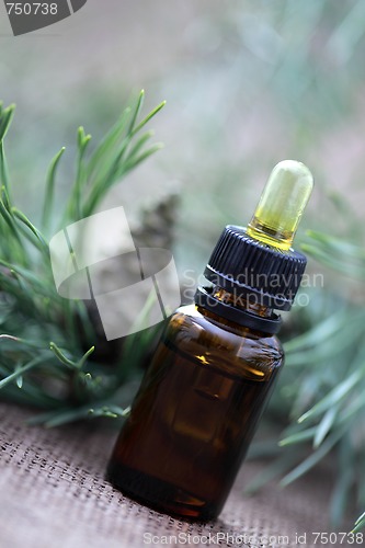 Image of fir tree essential oil