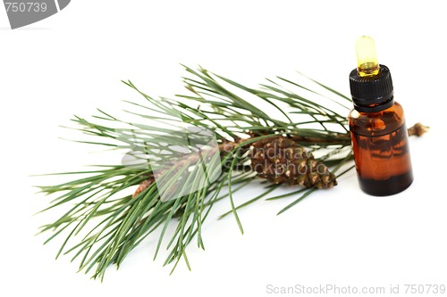 Image of fir tree essential oil