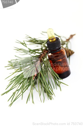 Image of fir tree essential oil