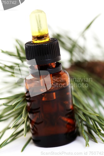 Image of fir tree essential oil