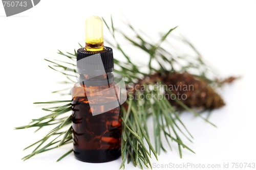 Image of fir tree essential oil