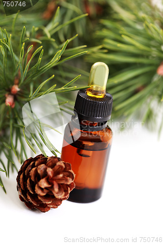 Image of fir tree essential oil