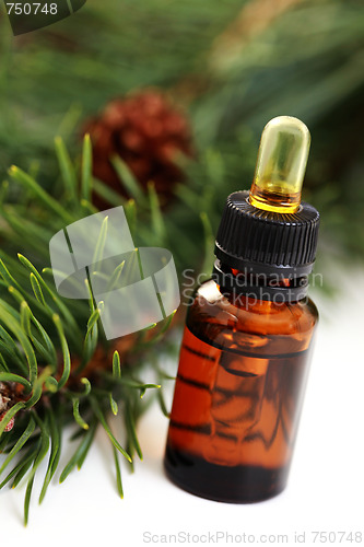 Image of fir tree essential oil