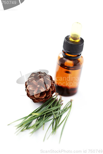 Image of fir tree essential oil