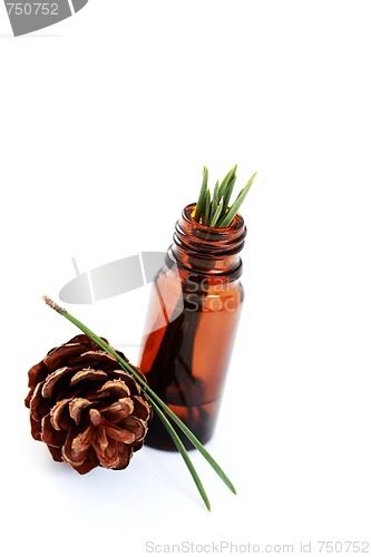 Image of fir tree essential oil