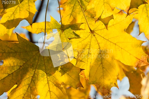 Image of Leaves