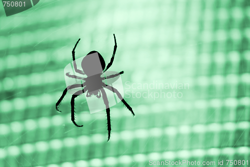 Image of Spider