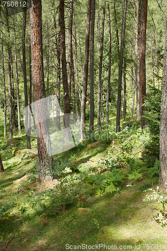 Image of Forest