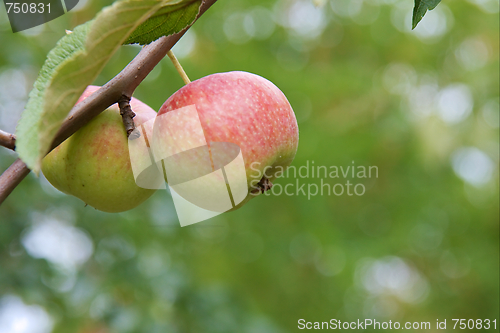 Image of Apples