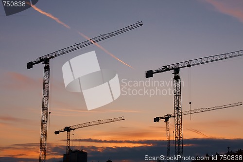 Image of Cranes