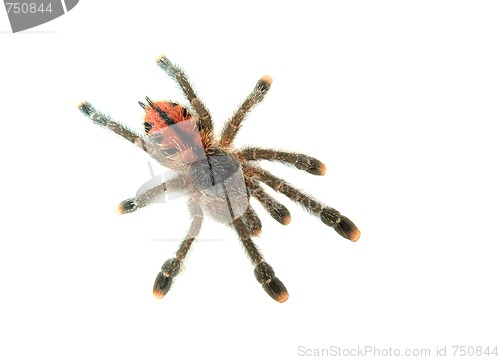 Image of Spider