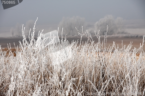 Image of Frost