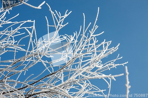 Image of Winter branches