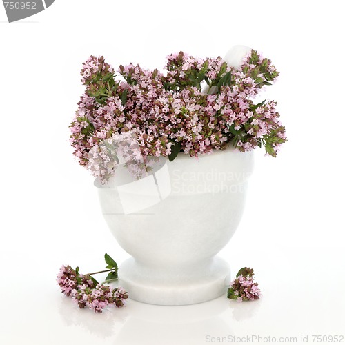 Image of Thyme Herb Flowers