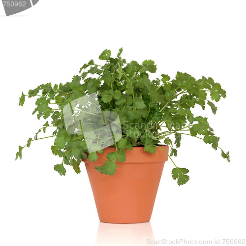 Image of Coriander Herb Plant