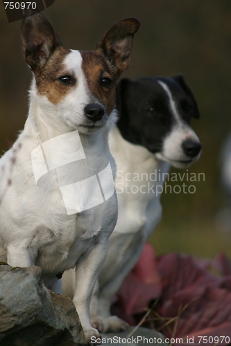 Image of Jack Russel terriers