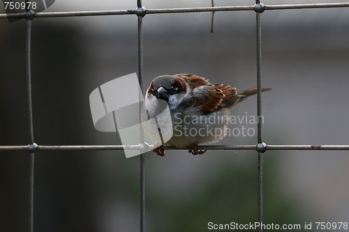 Image of Sparrow