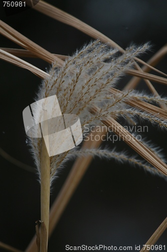 Image of Dead straw