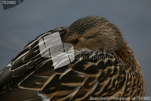 Image of Resting duck