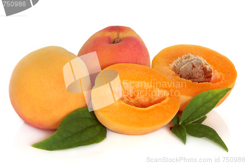 Image of Apricot Fruit