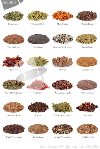 Image of Spice and Herb Collection