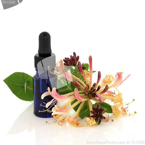 Image of Honeysuckle Flower Essence