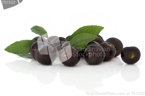 Image of Sloe Berries