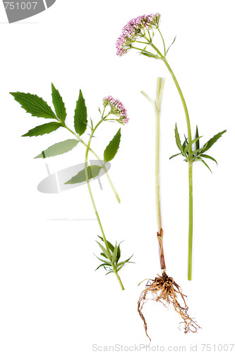 Image of Valerian Leaf, Root and Flower