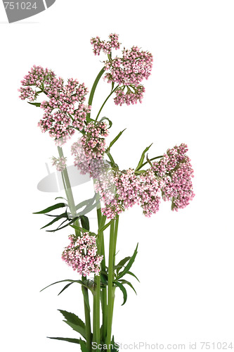 Image of Valerian Herb in Flower