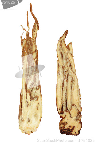 Image of Angelica Herb Root